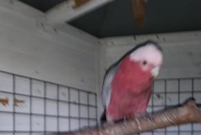 Vermisstmeldung Vogel Weiblich , 2025 jahre Berchères-sur-Vesgre Frankreich