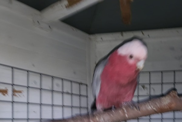 Vermisstmeldung Vogel Weiblich , 2025 jahre Berchères-sur-Vesgre Frankreich