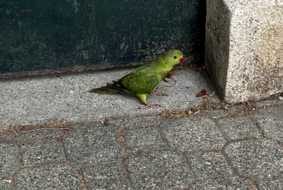 Fundmeldung Vogel Unbekannt Montpellier Frankreich