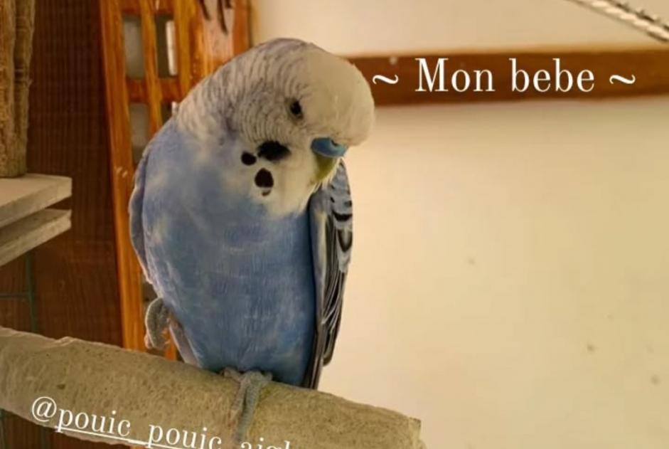 Vermisstmeldung Vogel Männliche , 2025 jahre Sorgues Frankreich