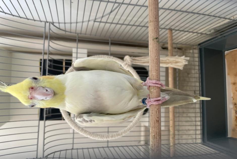 Vermisstmeldung Vogel Männliche , 2025 jahre Paris Frankreich