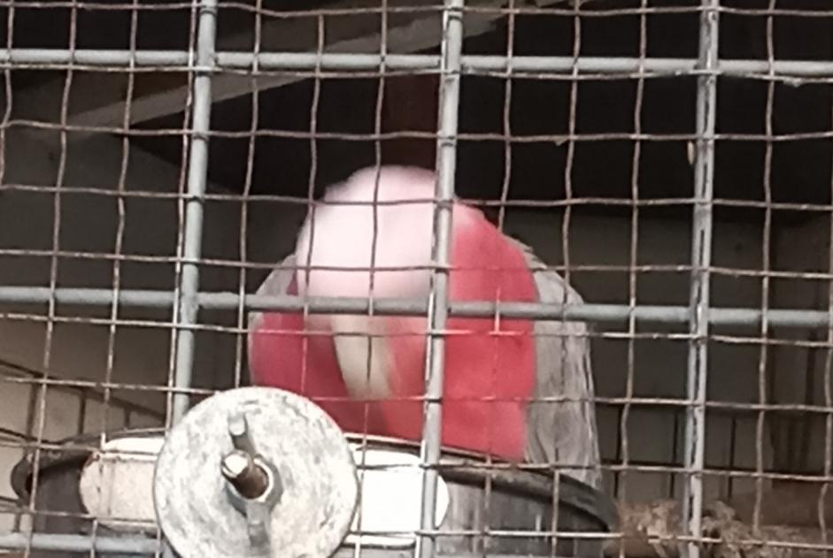 Disappearance alert Bird Female , 2025 years Berchères-sur-Vesgre France