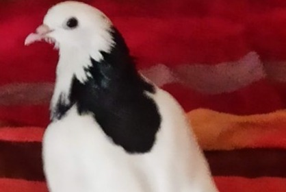 Disappearance alert Bird Female , 2025 years Savigny-le-Temple France