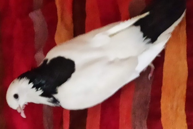 Disappearance alert Bird Female , 2025 years Savigny-le-Temple France