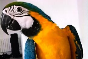 Alerta de Desaparición Pájaro Hembra , 2025 años Bonnefamille Francia