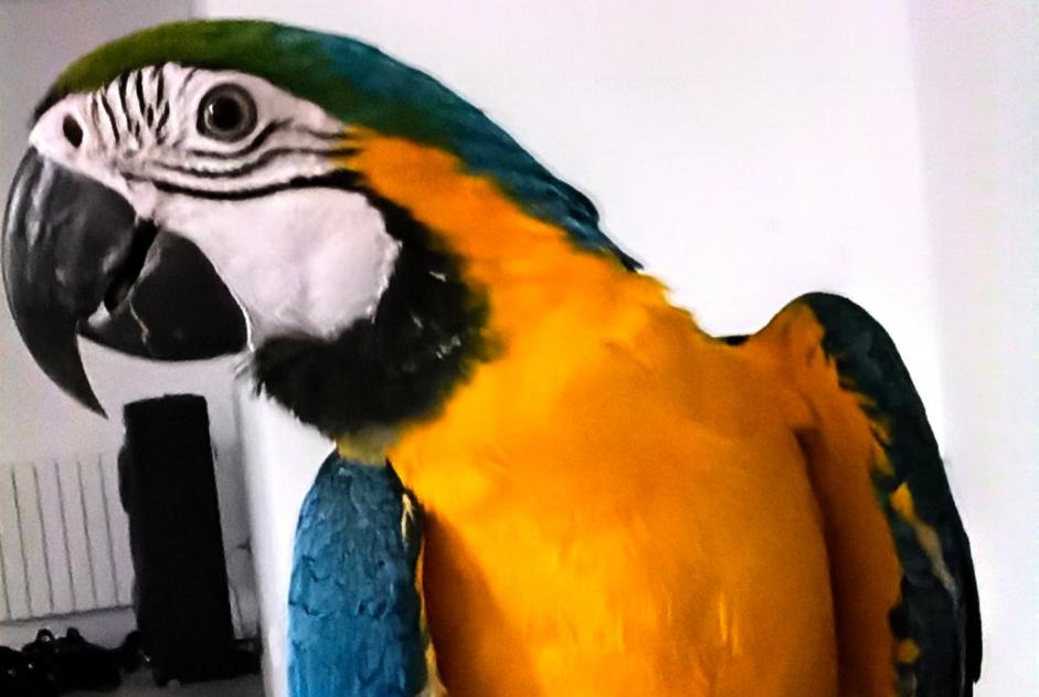 Alerta de Desaparición Pájaro Hembra , 2025 años Bonnefamille Francia
