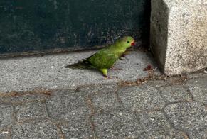 Alerta de Hallazgo Pájaro Desconocido Montpellier Francia