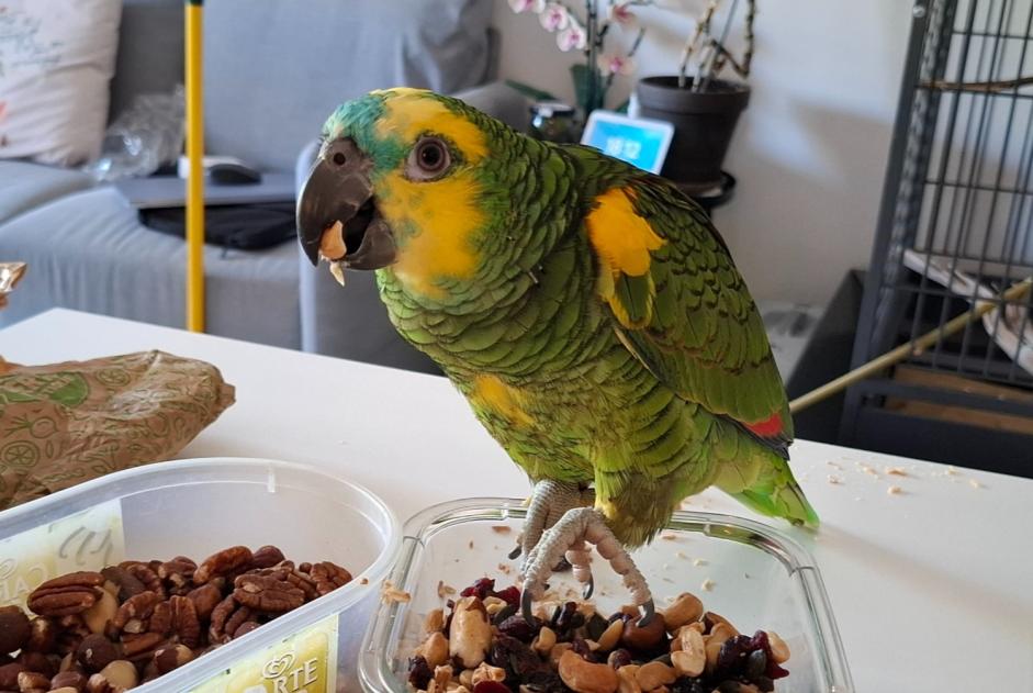 Alerta de Desaparición Pájaro Macho , 2025 años Peypin Francia