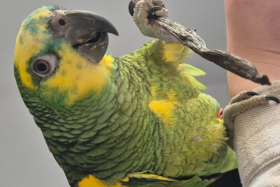 Alerta de Desaparición Pájaro Macho , 2025 años Peypin Francia