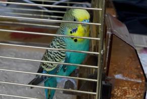 Alerta de Hallazgo Pájaro Macho La Bresse Francia