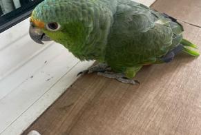 Alerta de Hallazgo Pájaro Desconocido Genas Francia