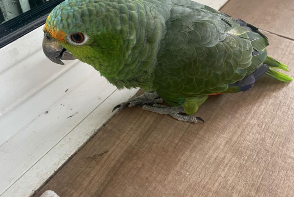 Alerta de Hallazgo Pájaro Desconocido Genas Francia