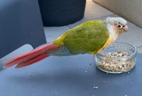 Alerta de Hallazgo Pájaro Desconocido Montpellier Francia