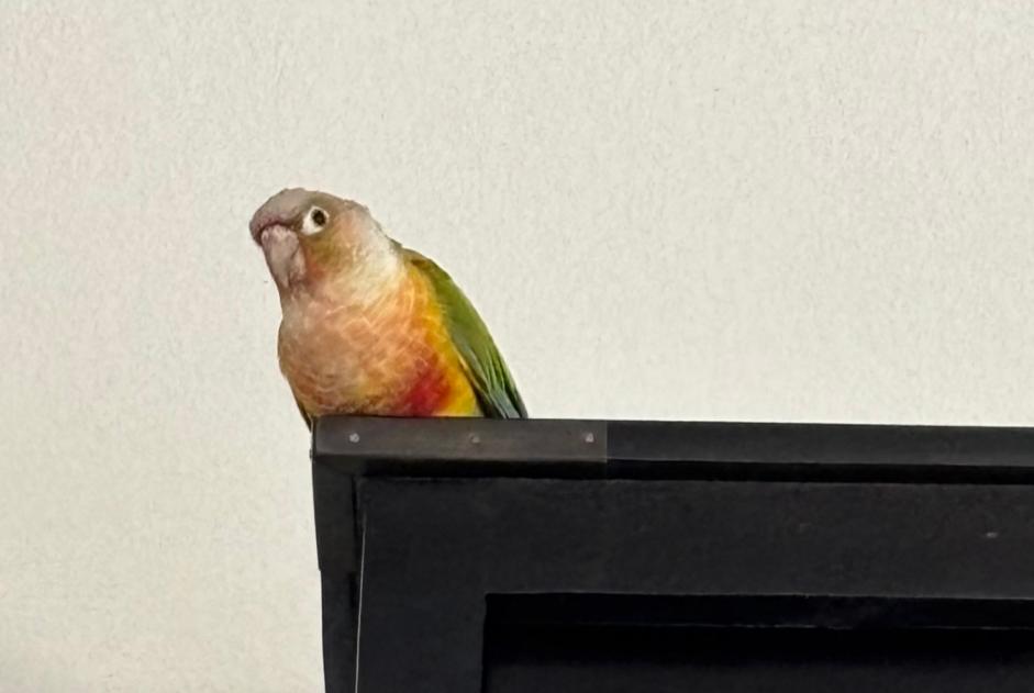 Alerta de Hallazgo Pájaro Desconocido Montpellier Francia