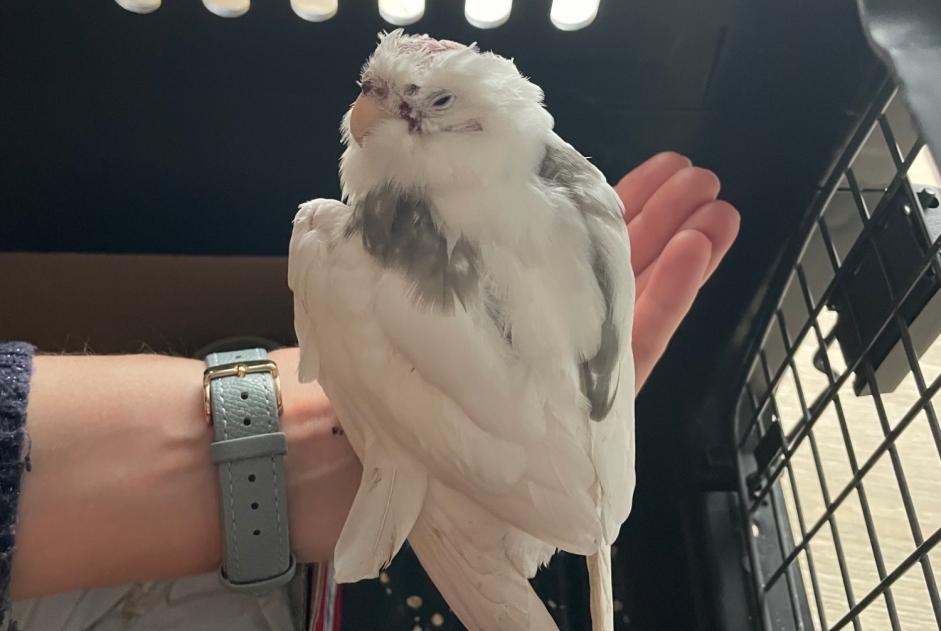 Alerte Découverte Oiseau Inconnu Lyon France