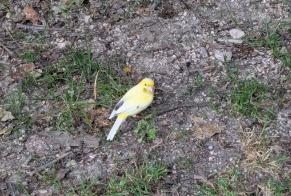 Alerte Découverte Oiseau Inconnu Metz France