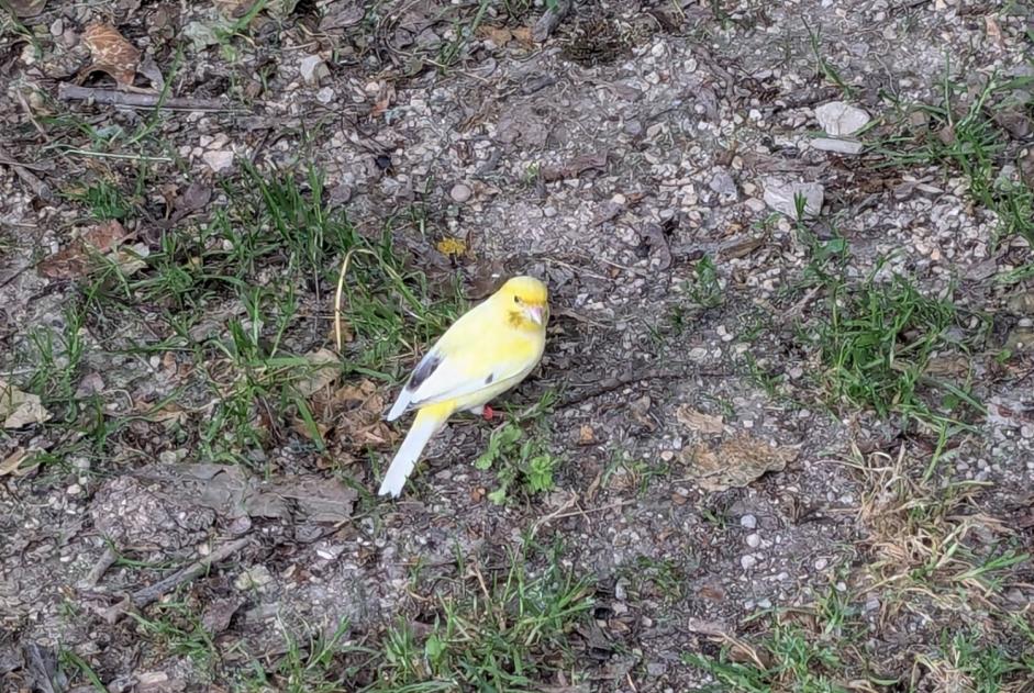 Alerte Découverte Oiseau Inconnu Metz France