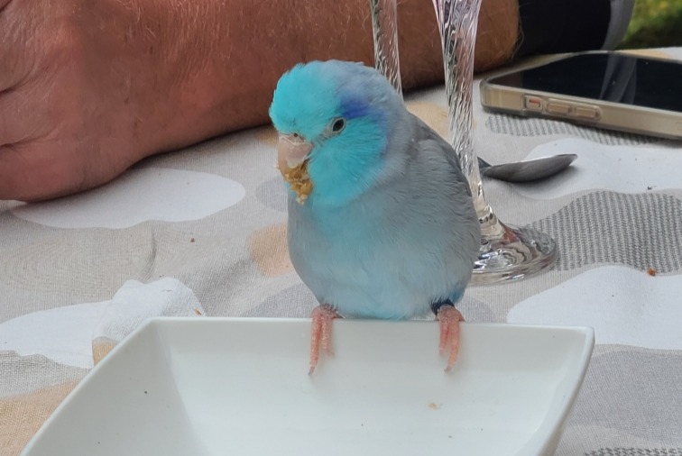 Alerte Découverte Oiseau Inconnu Darnétal France