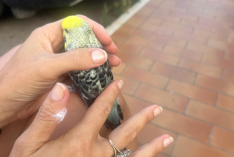 Alerte Découverte Oiseau Inconnu Penta-di-Casinca France