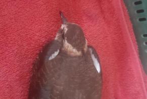 Alerte Découverte Oiseau Inconnu Marly France