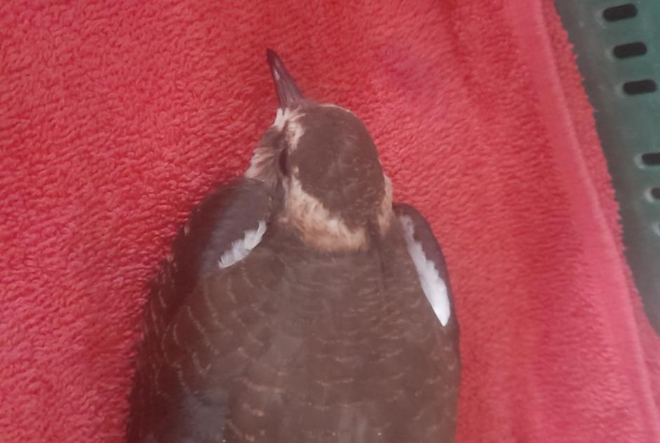 Alerte Découverte Oiseau Inconnu Marly France
