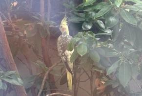 Alerte Découverte Oiseau Inconnu Bordeaux France