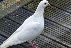 Alerte Découverte Oiseau Inconnu La Rochelle France