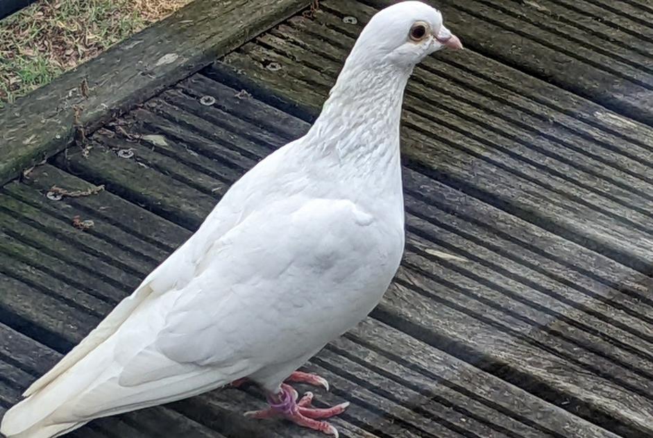 Alerte Découverte Oiseau Inconnu La Rochelle France