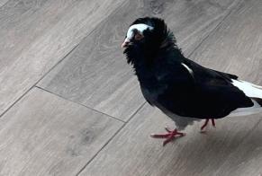 Avviso Ritrovamento Uccello Non conosciuta Anglet Francia