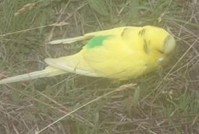Avviso Ritrovamento Uccello Non conosciuta Saumos Francia