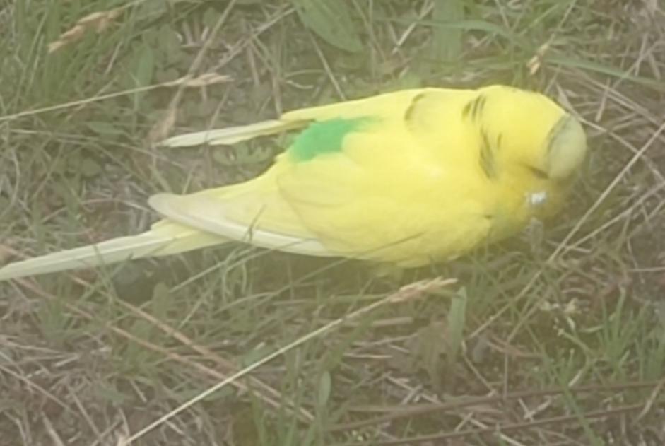 Avviso Ritrovamento Uccello Non conosciuta Saumos Francia