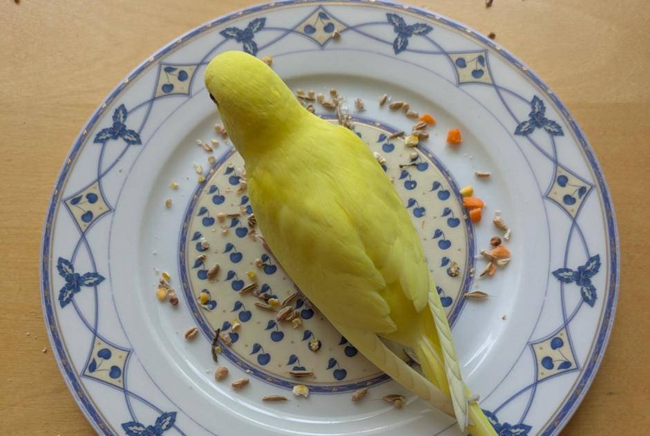 Avviso Ritrovamento Uccello Non conosciuta Valencin Francia