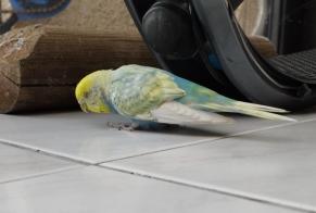 Avviso Ritrovamento Uccello Non conosciuta Jurançon Francia