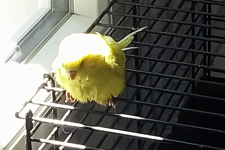 Avviso Ritrovamento Uccello Non conosciuta Brioux-sur-Boutonne Francia