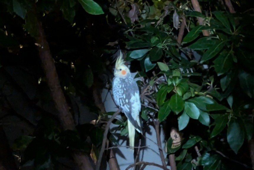 Ontdekkingsalarm Vogel Onbekend Bordeaux Frankrijk