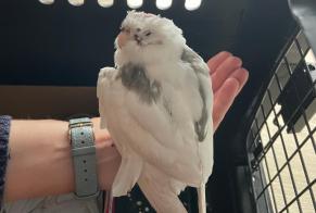 Alerta descoberta Pássaro Desconhecido Lyon France