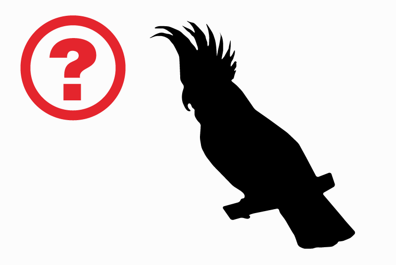 Alerte Disparition Oiseau Femelle , 2025 ans Metz France